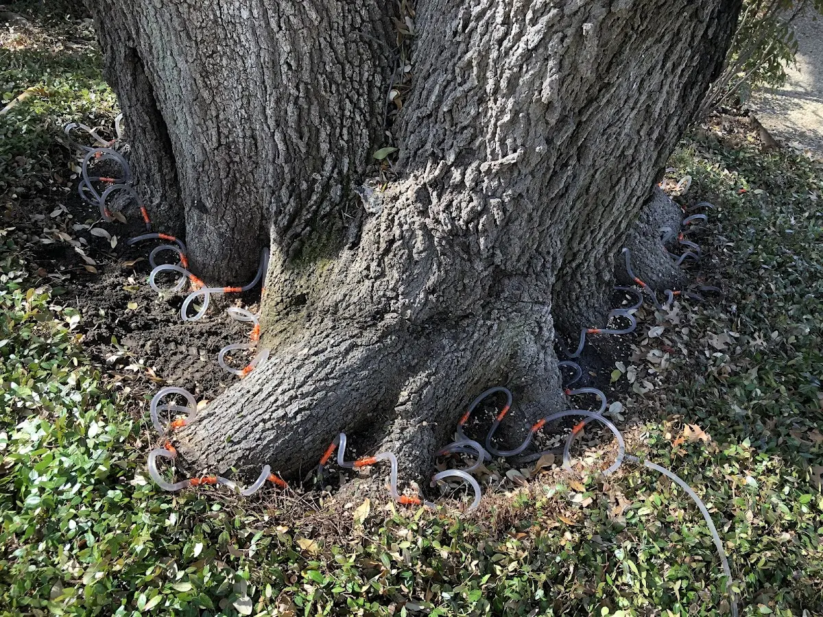 Detailed Tree Cabling and Bracing job site in Muskego